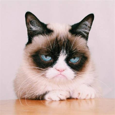 grumpy cat meme generator