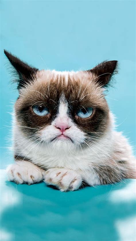 Grumpy Cat Wallpapers High Quality Download Free