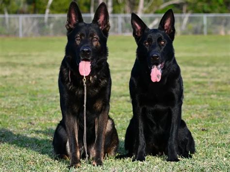 gsd black