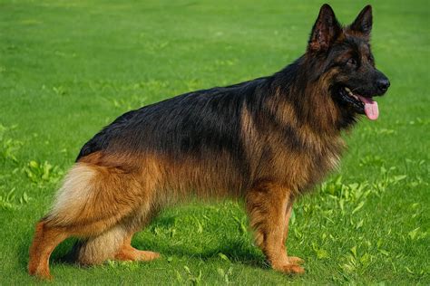 gsd coat
