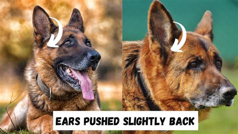 gsd ears