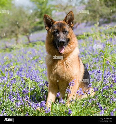 gsd german shepherd