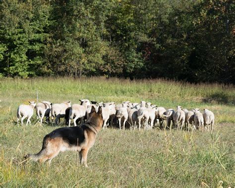 gsd herding