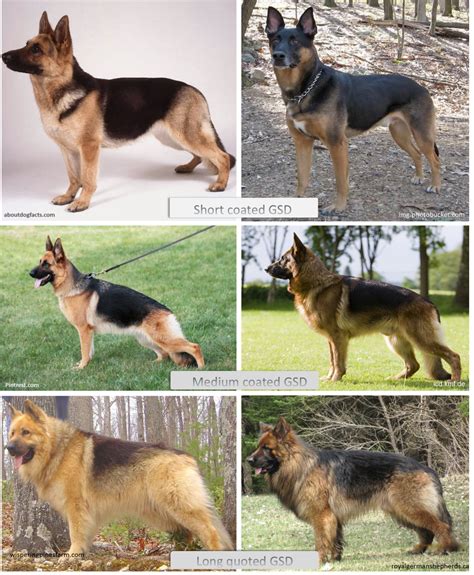 gsd medium coat