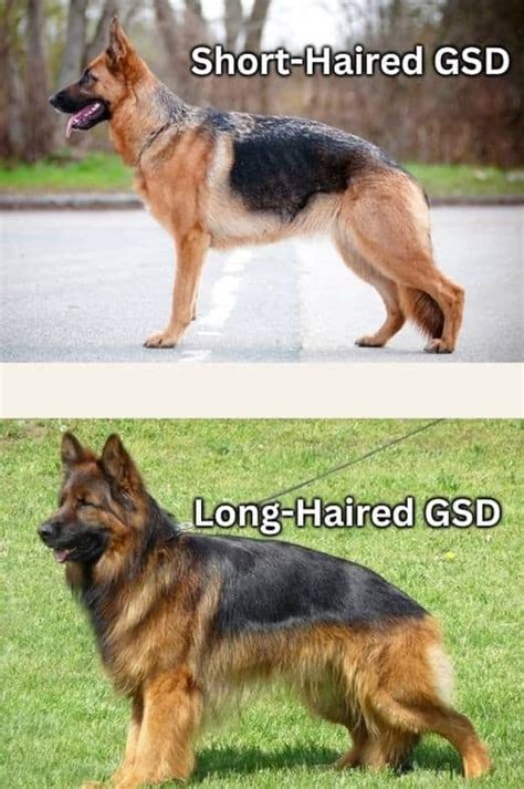 gsd short
