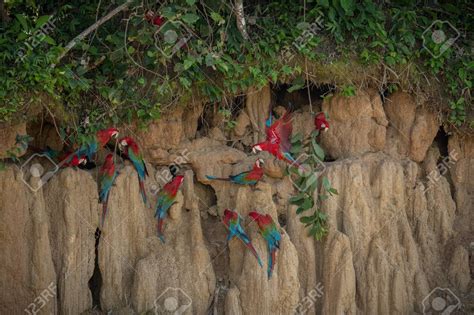 guacamayo rojo datos curiosos