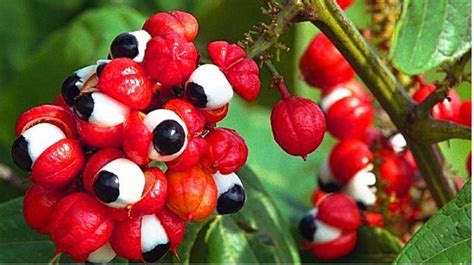 guarana in vietnamese culture