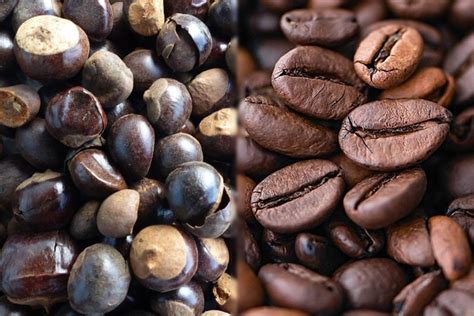 guarana vs caffeine