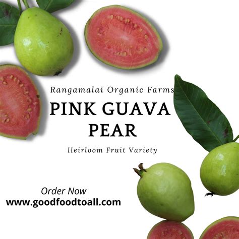Guava And Pear