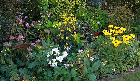 Farbenfroher Sichtschutz: Blütenhecken anlegen und pflegen | Garten