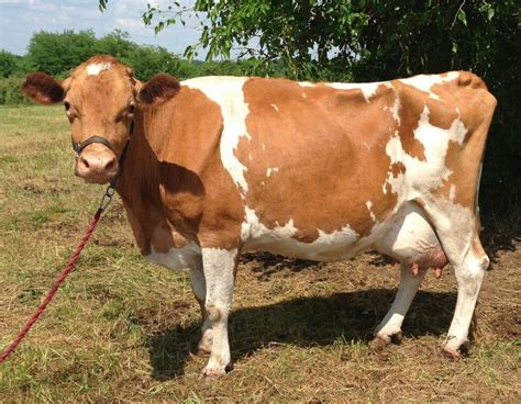 guernsey cattle for sale