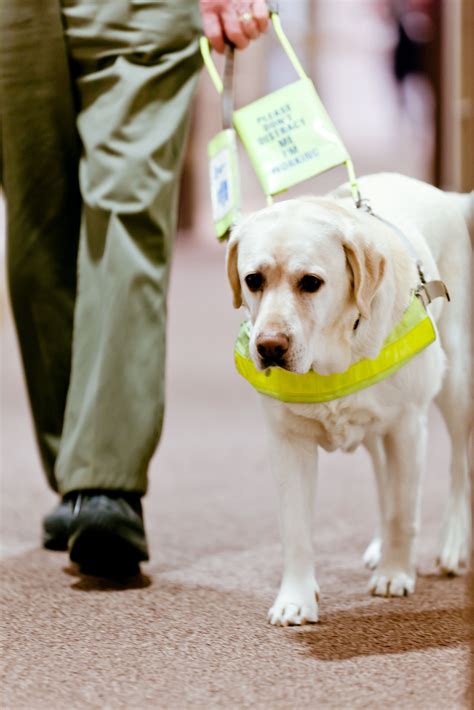 guide dog for the blind uk