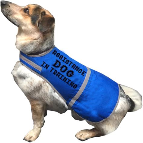 guide dog in training vest