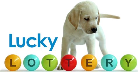 guide dog lottery results