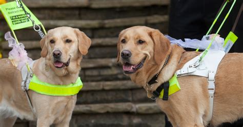 guide dog regional centres