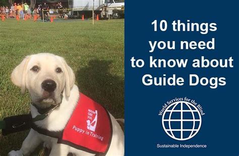 guide dog schools usa