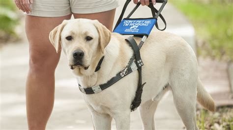 guide dogs free website