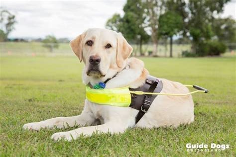 guide dogs free workshop