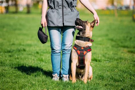 guide dogs good dog training