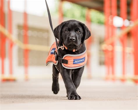 guide dogs home page