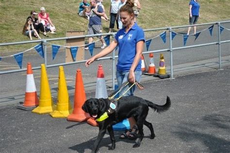 guide dogs near me for training