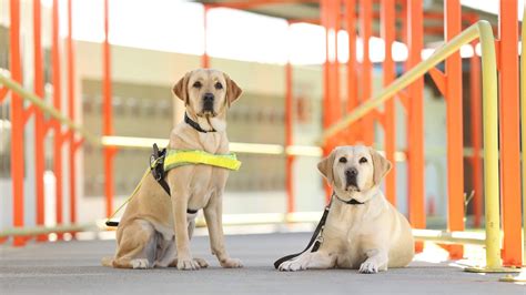 guide dogs on facebook