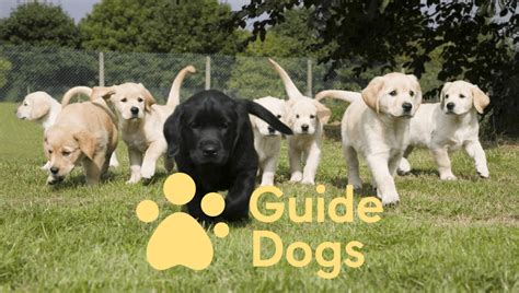 guide dogs uk facebook