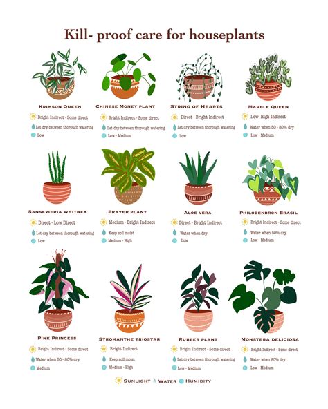 guide for indoor plants