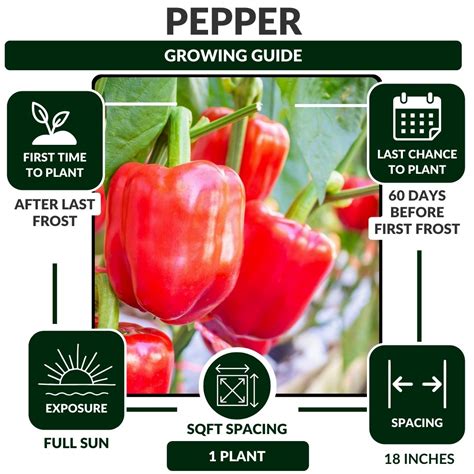 Guide To Growing Peppers