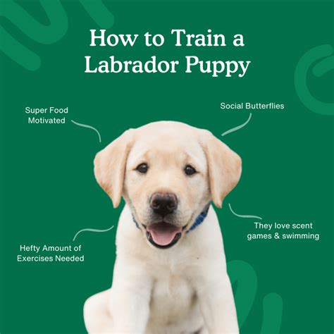 guide to puppy training
