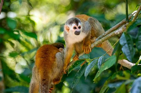 guided tours costa rica wildlife