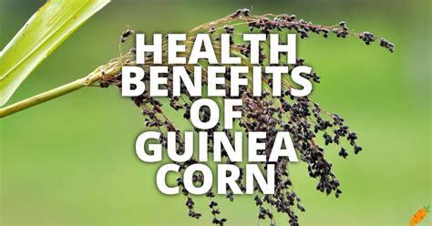 Guinea Corn Leaf Benefits