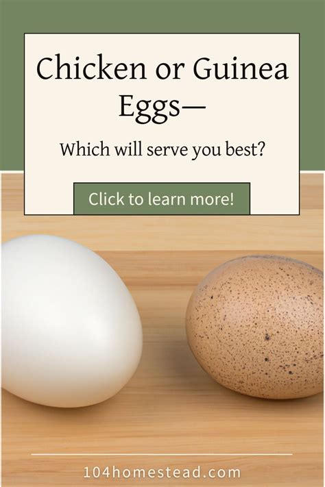guinea egg vs chicken egg