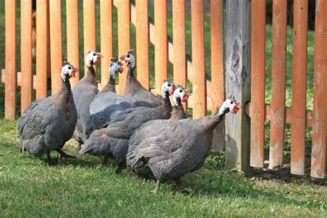 Guinea Fowl Requirements