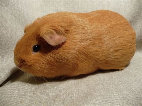 Guinea Pig For Sale Mn