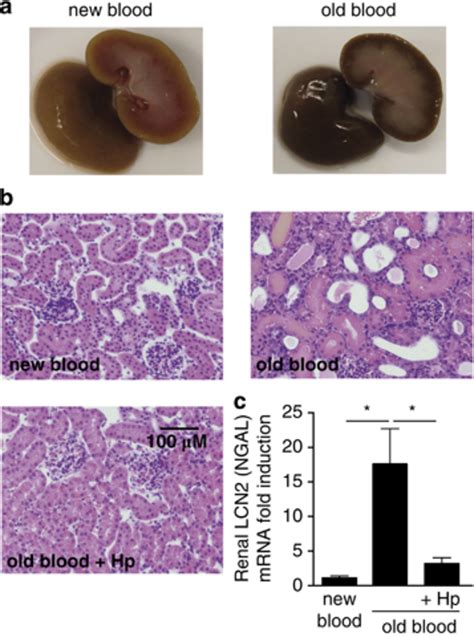 guinea pig kidney disease