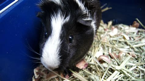 guinea pig rescue nottinghamshire