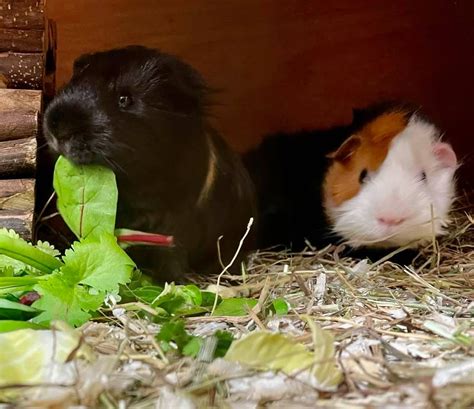 guinea pig rescue perth