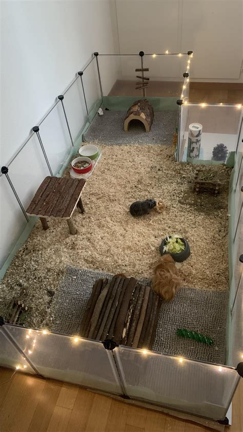 Guinea Pig Setup Ideas
