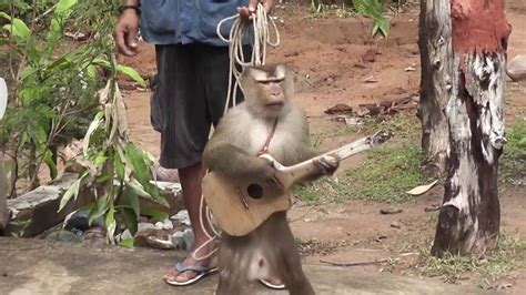 guitar instrument for the monkeys