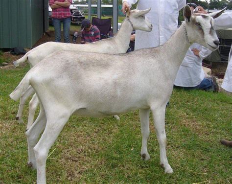 gumtree dairy goats south australia