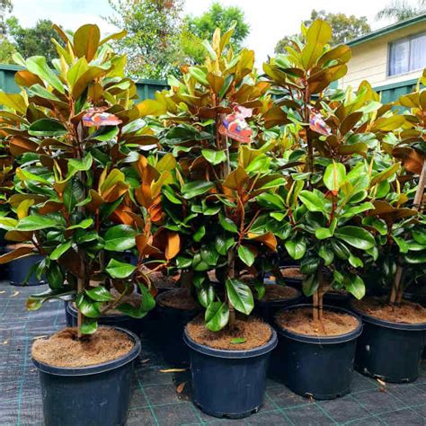 Gumtree Pot Plants