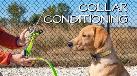 Gun Dog Collar Conditioning