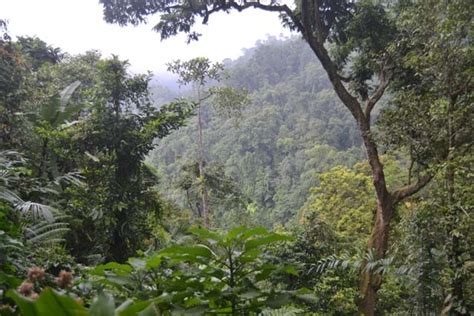 Gunung Slamet - Hutan Hujan Tropis