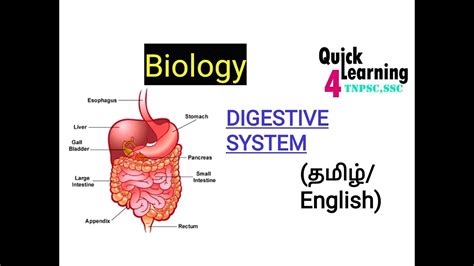 gut meaning in tamil