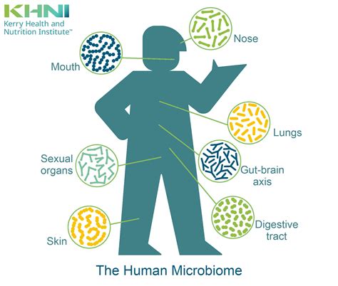 gut microbiome and skin health