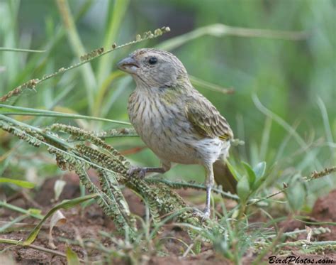 Birds of Guyana Oryzoborus