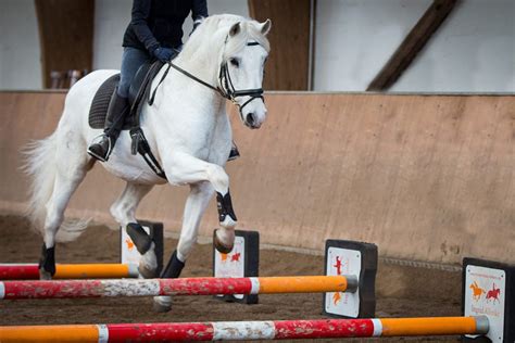 Springen & Gymnastik Athletic Horsemanship