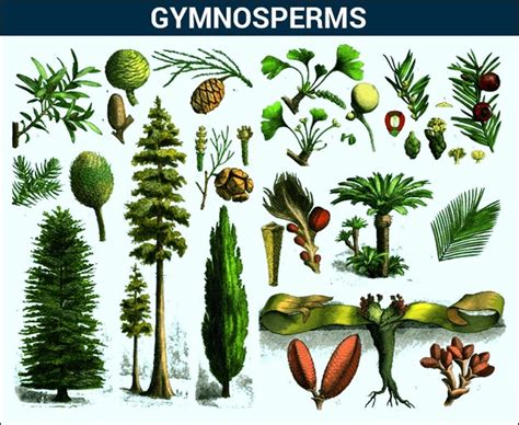 Gymnosperms Quizlet