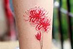 Tuyển tập hình ảnh hoa bỉ ngạn đỏ đẹp nhất Zicxa hình ảnh (Có hình